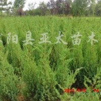 供應:塔柏，龍柏，蜀檜，北京檜，灑金柏，刺柏，地柏，沙地柏