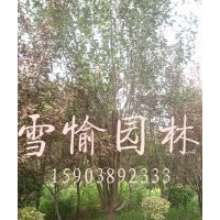 西府海棠