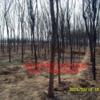供應(yīng)各種規(guī)格國槐、法桐、白蠟、千頭椿、合歡