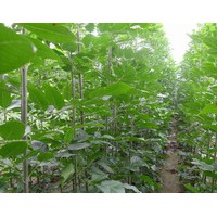 供應速生白蠟1..12公分。速生國槐1-4.5公分