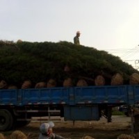 蜀檜基地，基地1米蜀檜價，旺季2.5米蜀檜價格