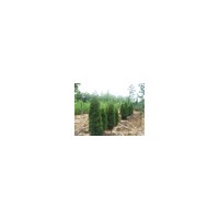 蜀檜培育方法-蜀檜價格行情-哪里蜀檜價格便宜