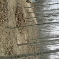 國槐 山東國槐 國槐基地13774978897 國槐價(jià)格 國槐小苗