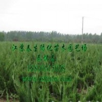 供：紅葉小檗，金葉女貞，大小葉黃楊，蜀檜，龍柏，衛(wèi)矛，灑金柏