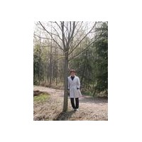 黃連木基地-黃連木價格-黃連木圖片
