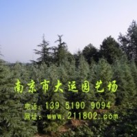 品種有：雪松、蜀檜、廣玉蘭、紅楓、美國(guó)紅楓、垂絲海棠、西府海