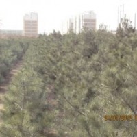供應(yīng)山西優(yōu)質(zhì)國(guó)槐當(dāng)年苗到五十公分工程用樹(shù)，荒山綠化用樹(shù)國(guó)槐