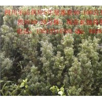 四川樂山低價出售曼地亞紅豆紅10年樹地徑40-100公分