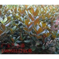 供應(yīng)廣玉蘭小苗，5-10公分廣玉蘭價(jià)格