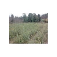 供應紅楓、櫻花、紫葉李、海棠等小苗