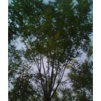 供應(yīng)河北苗木國(guó)槐 白蠟苗 香花槐 火炬樹 金葉榆等各種綠化樹