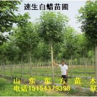 苗圃出售【白蠟-國(guó)槐-柳樹】