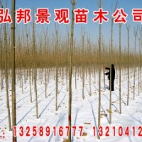 【速生白蠟】【速生國槐】【榆樹】【垂柳】