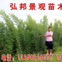 國槐小苗\弘邦園林苗圃專供國槐苗國槐種子2米國槐3米國槐