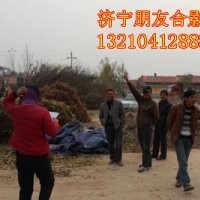 供應(yīng)速生白蠟半成品，成品苗等抗鹽堿綠化苗木