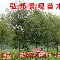 白蠟、國槐、速生白蠟、速生國槐、榆樹、刺槐、杜梨、合歡
