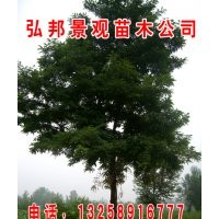 山東國槐 惠民速生國槐 國槐種子