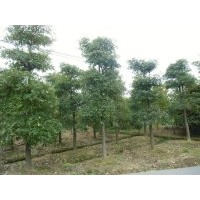 廣東盆架子，廣州花都盆架子