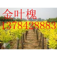 河北黃金槐、河北黃金槐基地