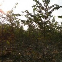 紅葉石楠 欒樹6萬株、香樟樹6萬株、紫薇2萬株、銀杏5000棵等