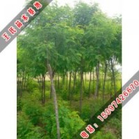 香花槐_價格_種植-王氏