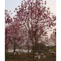 長期供應紅白玉蘭、花石榴、無患子等苗木。