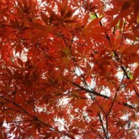 供應(yīng)紅楓、海桐、廣玉蘭