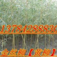 天津金絲柳、北京金絲柳