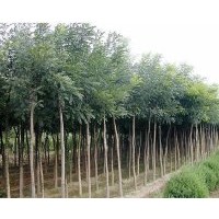 山西省供應(yīng)國(guó)槐小苗，國(guó)槐小苗，國(guó)槐小苗