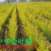 金葉水臘,紫葉水蠟,紫葉小檗