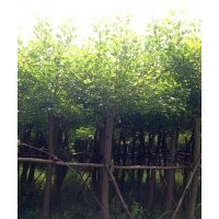 瀘州象牙紅，象牙紅景觀(guān)樹(shù)，象牙紅苗圃