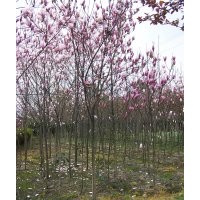 供應精品紫玉蘭 12-15cm