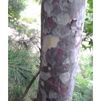 供應 大規(guī)格白皮松