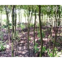 供應(yīng)香樟2公分3公分香樟4公分5公分香樟8公分香樟10公分香樟價格
