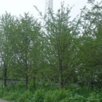 白果樹價(jià)格