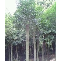 低價供應(yīng)8公分以上全冠、移植紅果冬青