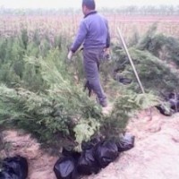 供應側柏苗1米側柏苗1米側柏苗價格側柏苗基地