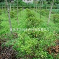 供應(yīng)灌木小杜鵑