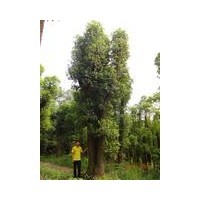 供應(yīng)多桿香樟樹
