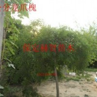 河北龍爪槐