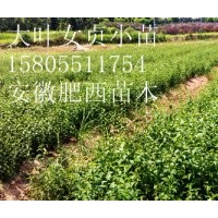 供應(yīng)2公分烏桕，3公分烏桕，4公分烏桕，5公分烏桕價格