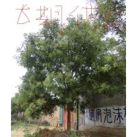 長期供應(yīng)12-40國槐，棗樹，紫葉李