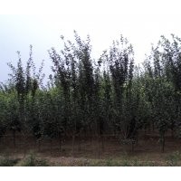 海棠 1-12公分