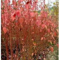 紅瑞木