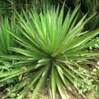 劍麻、木槿、繡線菊、玉簪、鳶尾、龍柏