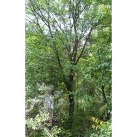 供應(yīng) 茶條槭、海棠、蒙古櫟、白樺、暴馬丁香