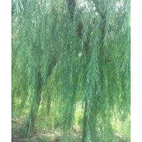 出售毛白楊，107速生楊，國槐，白蠟。速生白蠟。法桐。速生法桐