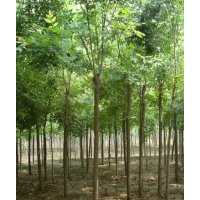 白蠟、欒樹、紫葉李、西府海棠、垂柳