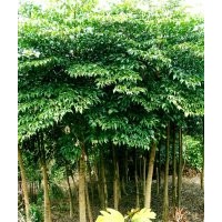 廣東苗木幌傘楓-低價(jià)幌傘楓-苗木幌傘楓批發(fā)
