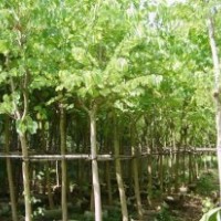 廣東苗木羊蹄甲-低價(jià)批發(fā)羊蹄甲-羊蹄甲價(jià)格